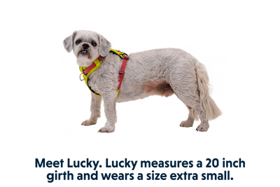 Hi & Light™ Lightweight Dog Harness
