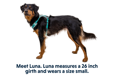 Hi & Light™ Lightweight Dog Harness
